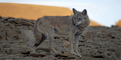 Wild life of Israel: desert wolf